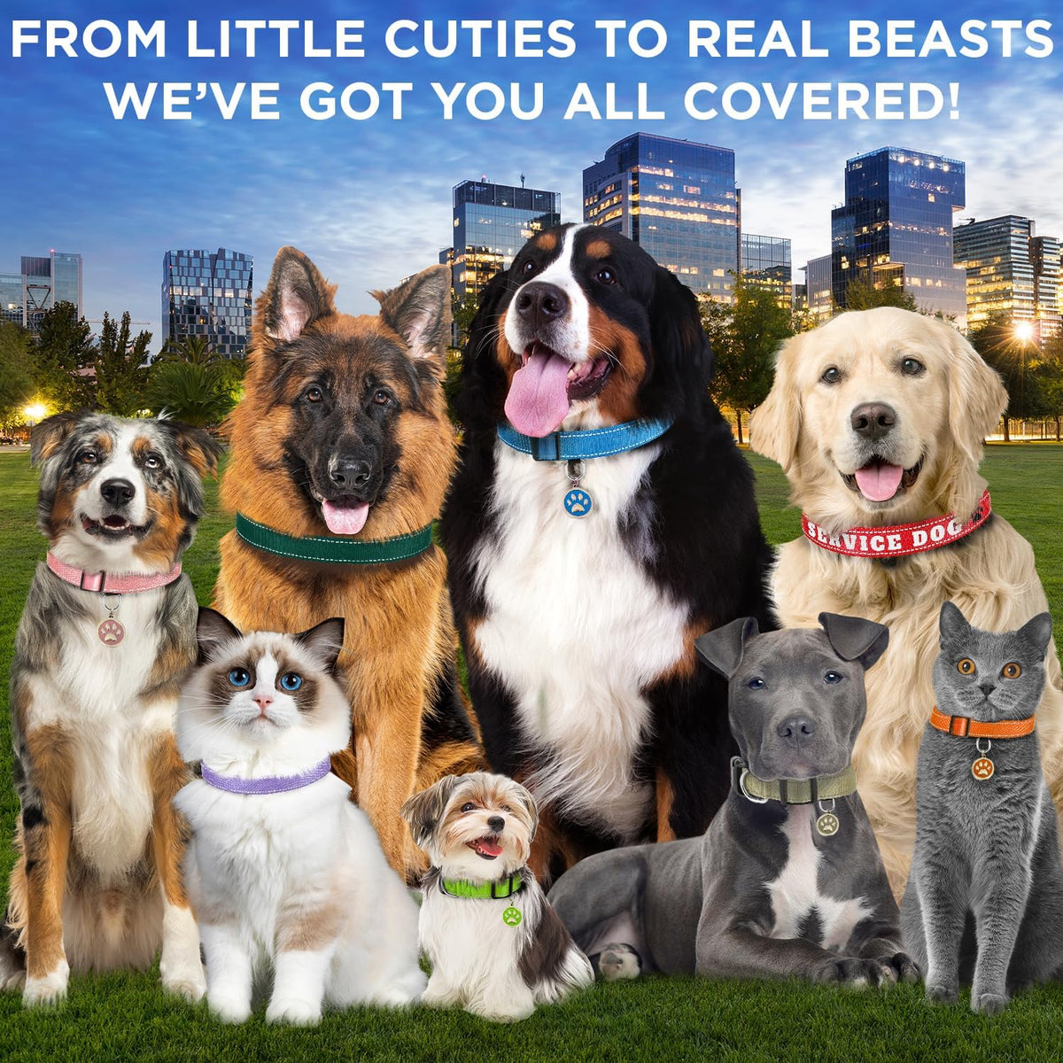 Reflective Dog Collar Black M – Soft Padding – Nylon, Quick Release
